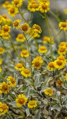 Encelia farinosa