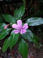 Impatiens kinabaluensis