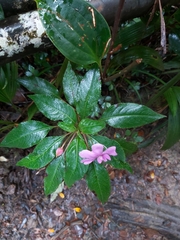 Impatiens kinabaluensis