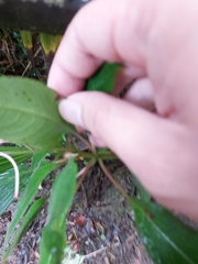 Impatiens kinabaluensis
