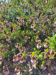 Hermannia heterophylla