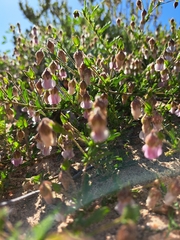 Hermannia heterophylla