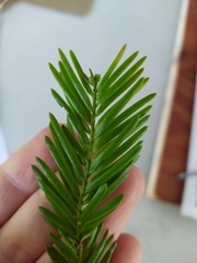 Prumnopitys ferruginea