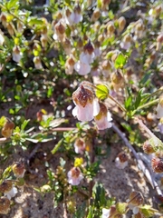 Hermannia heterophylla
