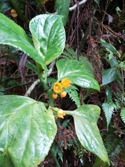 Pentaphragma aurantiacum