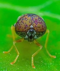 Oplodontha rubrithorax