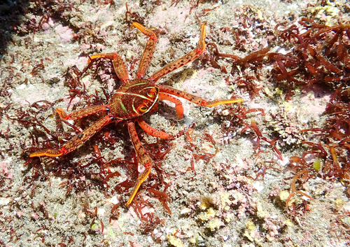 Flat Rock Crab (Percnon planissimum)