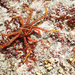 Flat Rock Crab - Photo (c) NyankoKamaboko, some rights reserved (CC BY-NC), uploaded by NyankoKamaboko