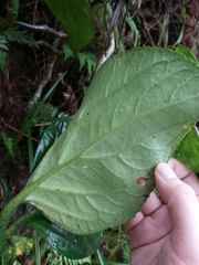 Pentaphragma aurantiacum