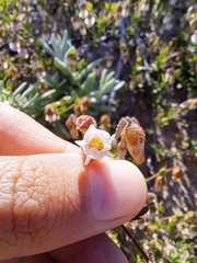 Hermannia heterophylla