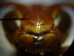 Polistes dorsalis dorsalis