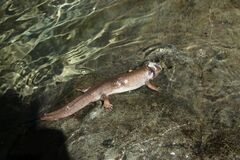 Dicamptodon tenebrosus