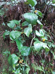 Pentaphragma aurantiacum