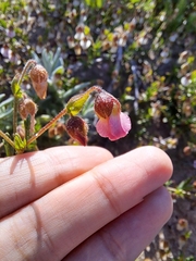 Hermannia heterophylla