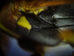 Polistes dorsalis dorsalis