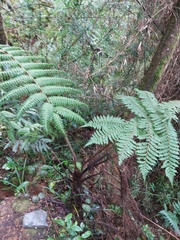Cyatheales