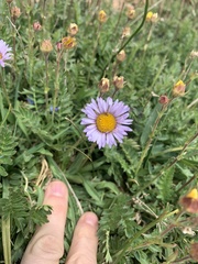 Erigeron grandiflorus