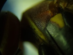 Polistes dorsalis dorsalis