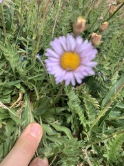Erigeron grandiflorus