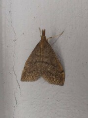 Metasia dicealis