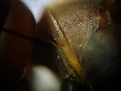 Polistes dorsalis dorsalis