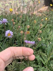 Erigeron grandiflorus