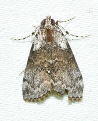Pococera humerella