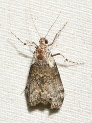 Pococera humerella