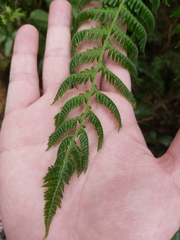 Cyatheales