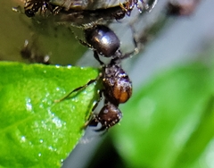 Pheidole obscurithorax