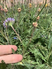 Erigeron grandiflorus