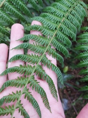Cyatheales