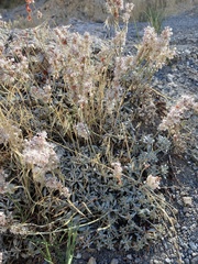 Eriogonum wrightii subscaposum