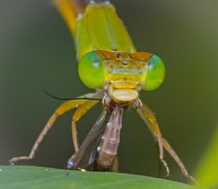 Ceriagrion coromandelianum