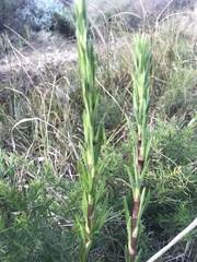 Cliffortia strobilifera