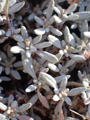 Eriogonum wrightii subscaposum