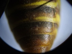 Polistes dorsalis dorsalis