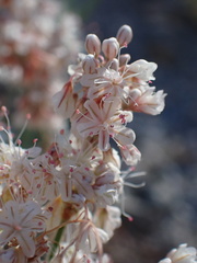 Eriogonum wrightii subscaposum