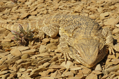 Pogona vitticeps