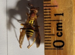 Polistes dorsalis dorsalis