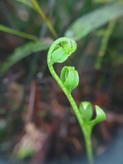 Asplenium lepidotum