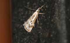 Catoptria oregonicus