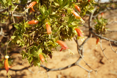 Eremophila duttonii