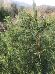 Cliffortia strobilifera