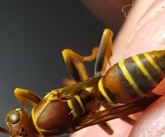 Polistes dorsalis dorsalis