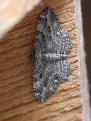 Rheumaptera meadii