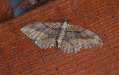 Rheumaptera meadii
