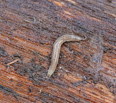Argonemertes australiensis