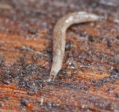 Argonemertes australiensis