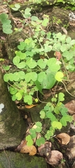 Bauhinia acuminata